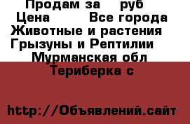 Продам за 50 руб. › Цена ­ 50 - Все города Животные и растения » Грызуны и Рептилии   . Мурманская обл.,Териберка с.